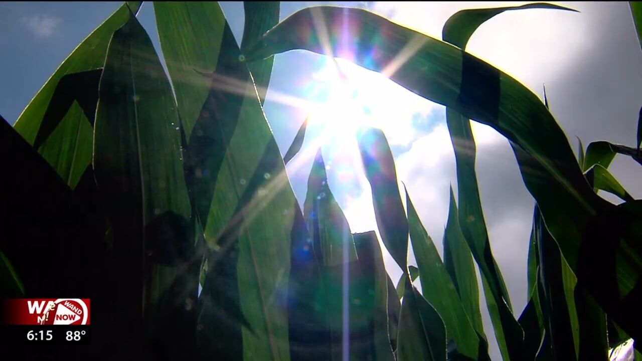 Mid-summer crop update: Local farmers watch skies and markets
